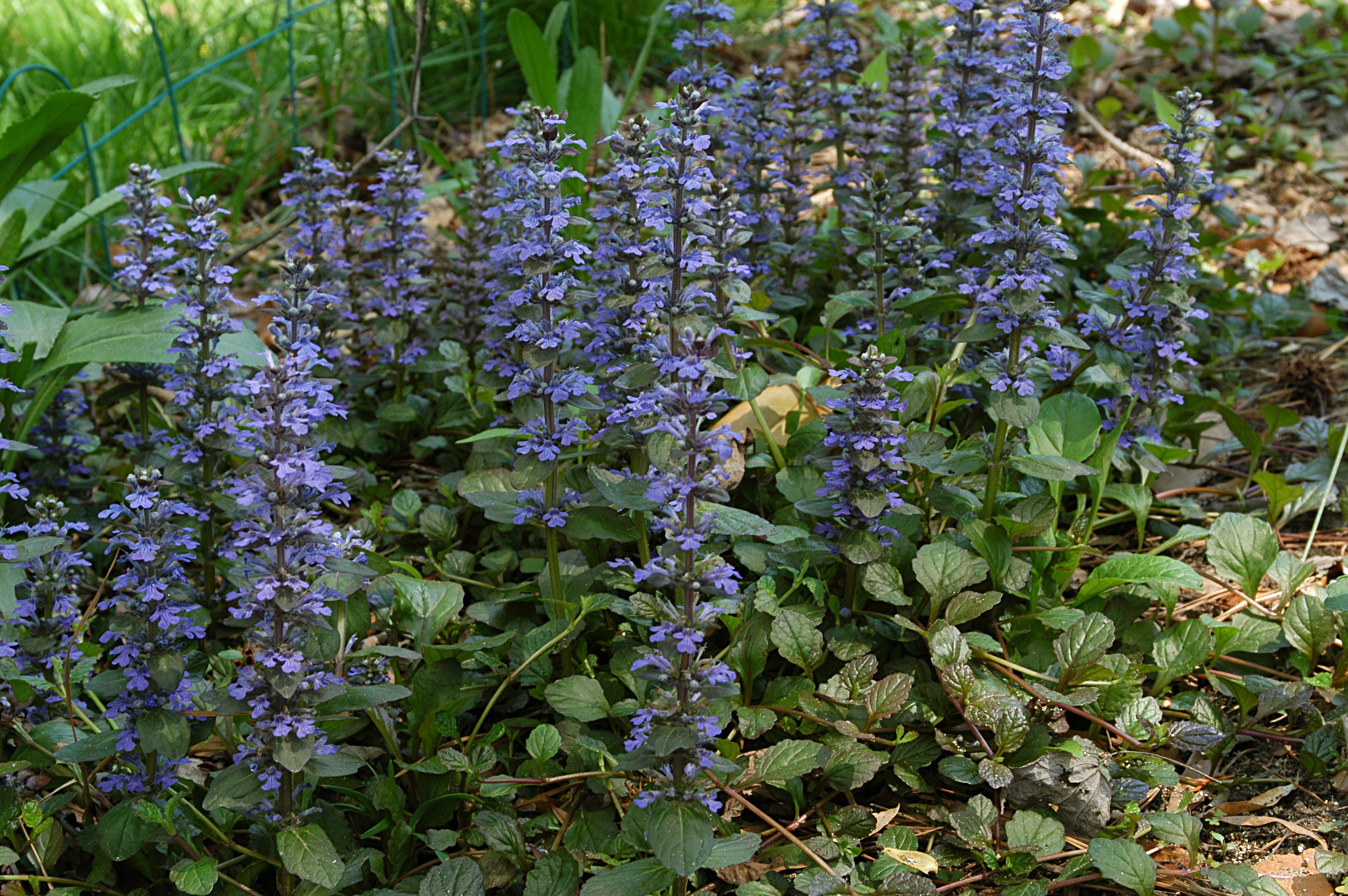 Kruipend zenegroen (Ajuga reptans) bodembedekker met blauwe bloemaren