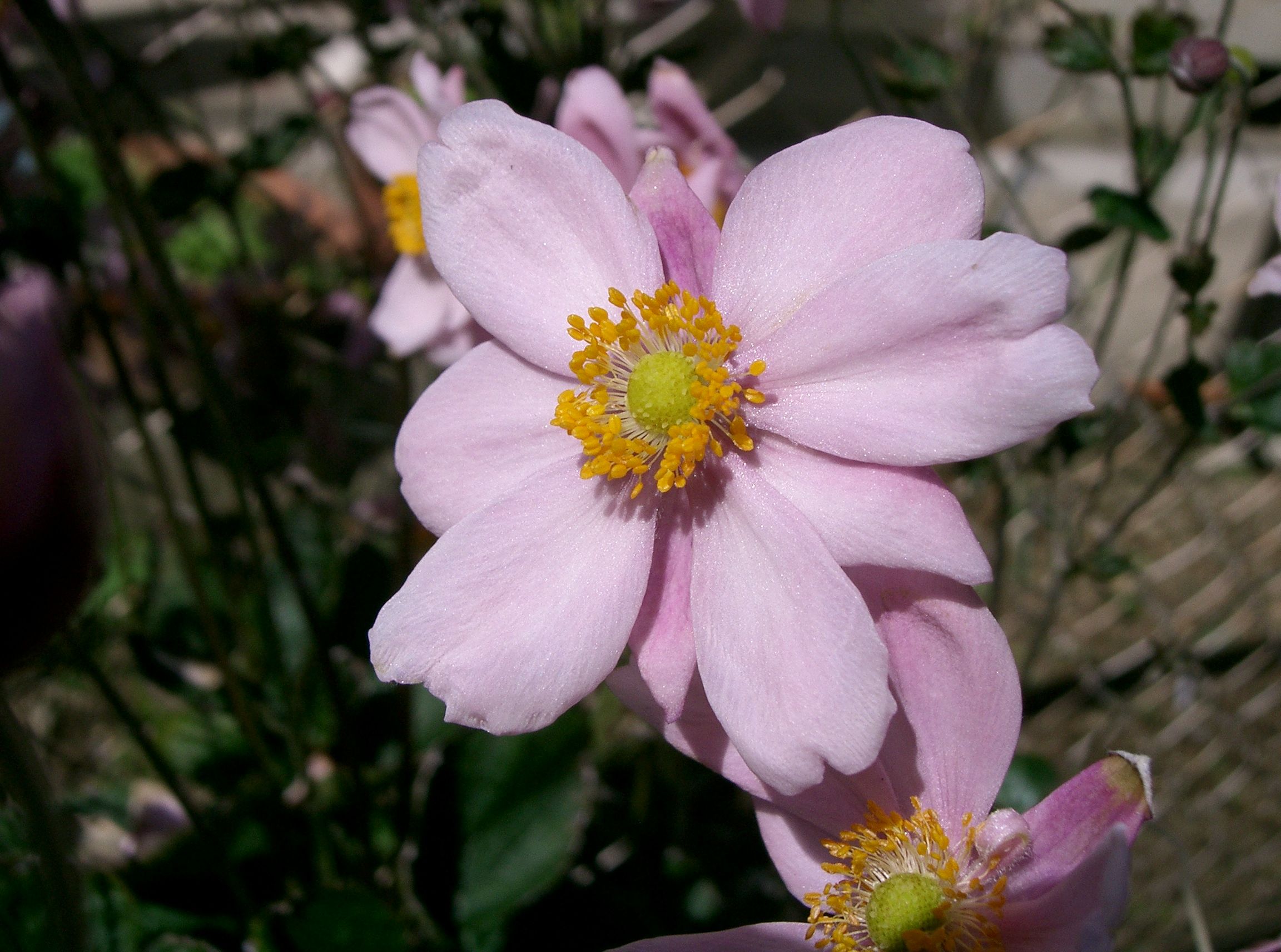 Herfstanemoon (Anemone hupehensis) met roze bloemen op lange stelen