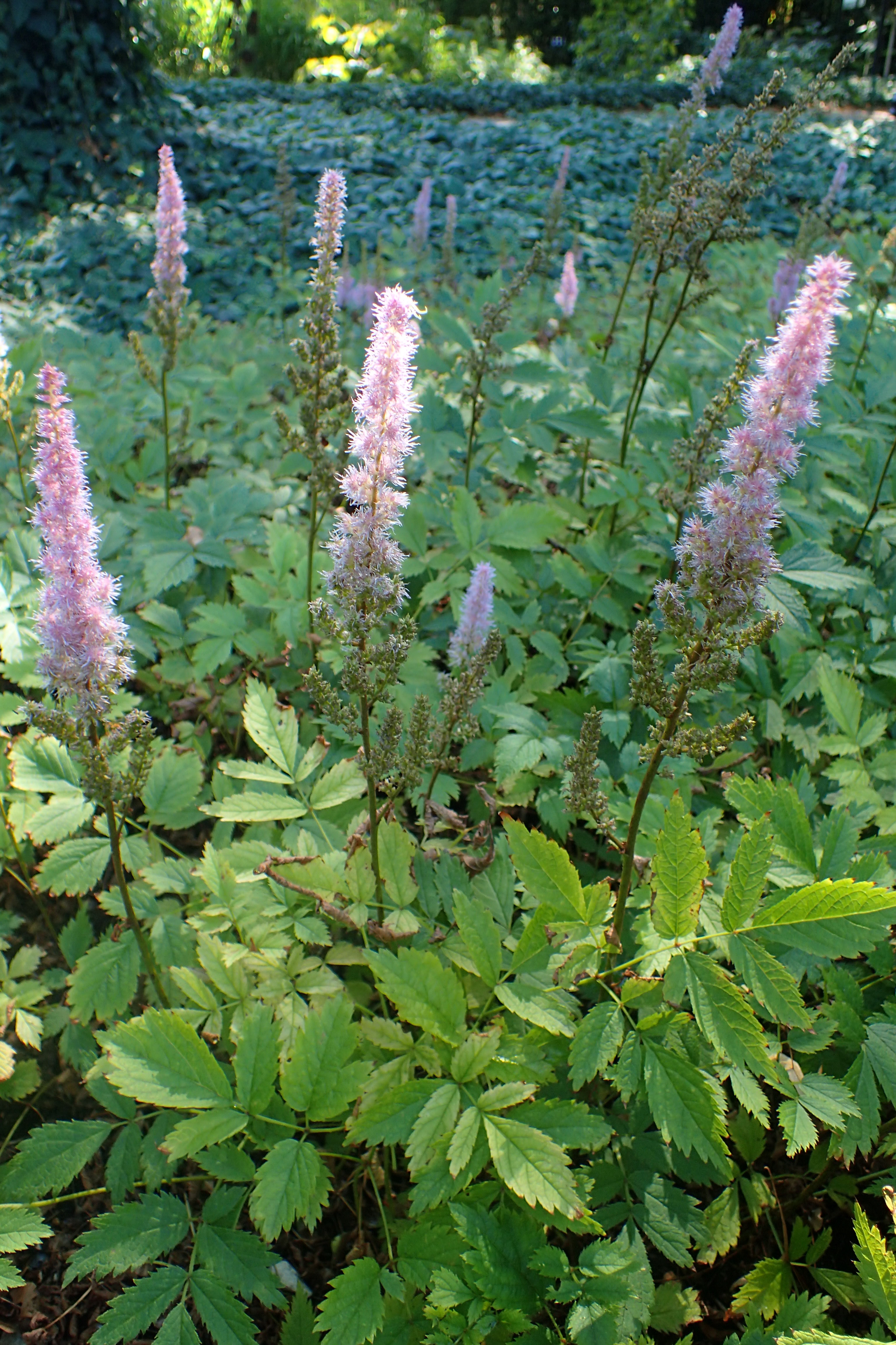 Pluimspirea (Astilbe chinensis) met opstaande roze bloempluimen