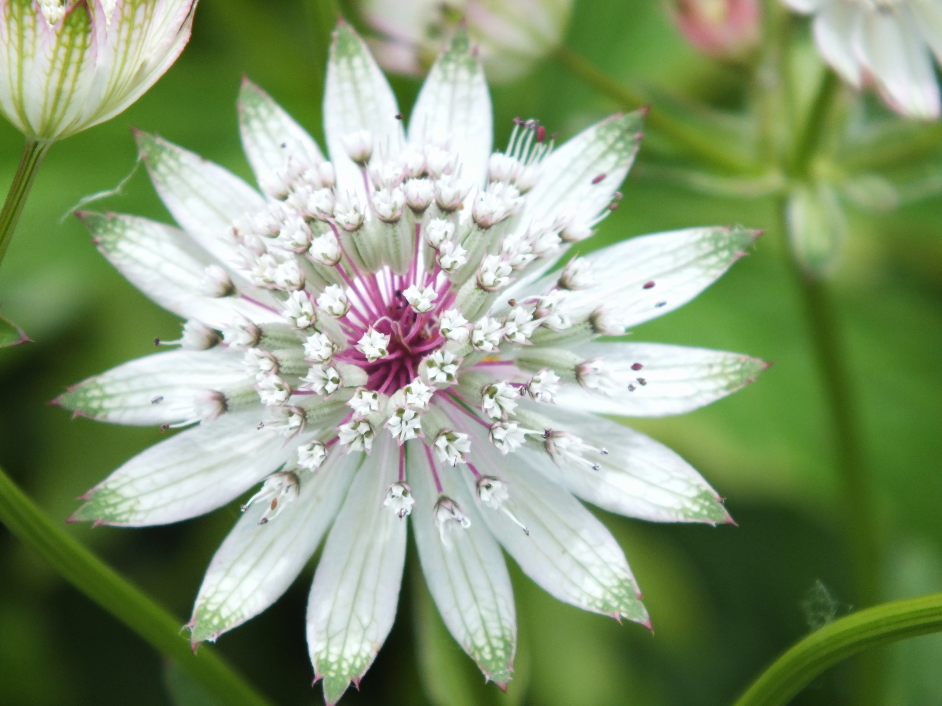 Zeeuws knoopje (Astrantia major) met roze en witte bloemschermen