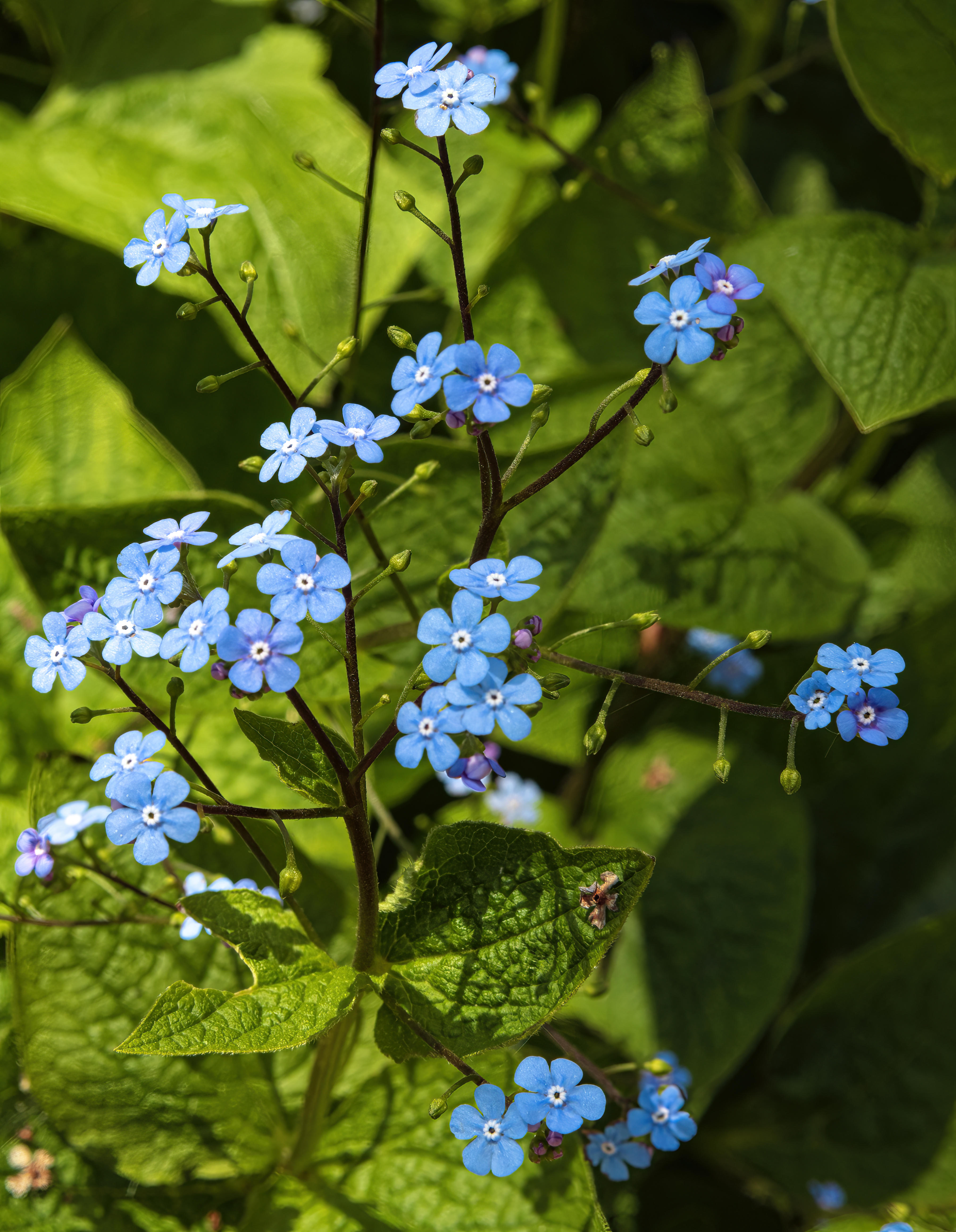 Kaukasisch vergeet-mij-nietje (Brunnera macrophylla) met grote zilverachtige bladeren
