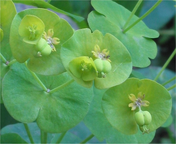 Amandelwolfsmelk (Euphorbia amygdaloides) met geelgroene bloemschermen