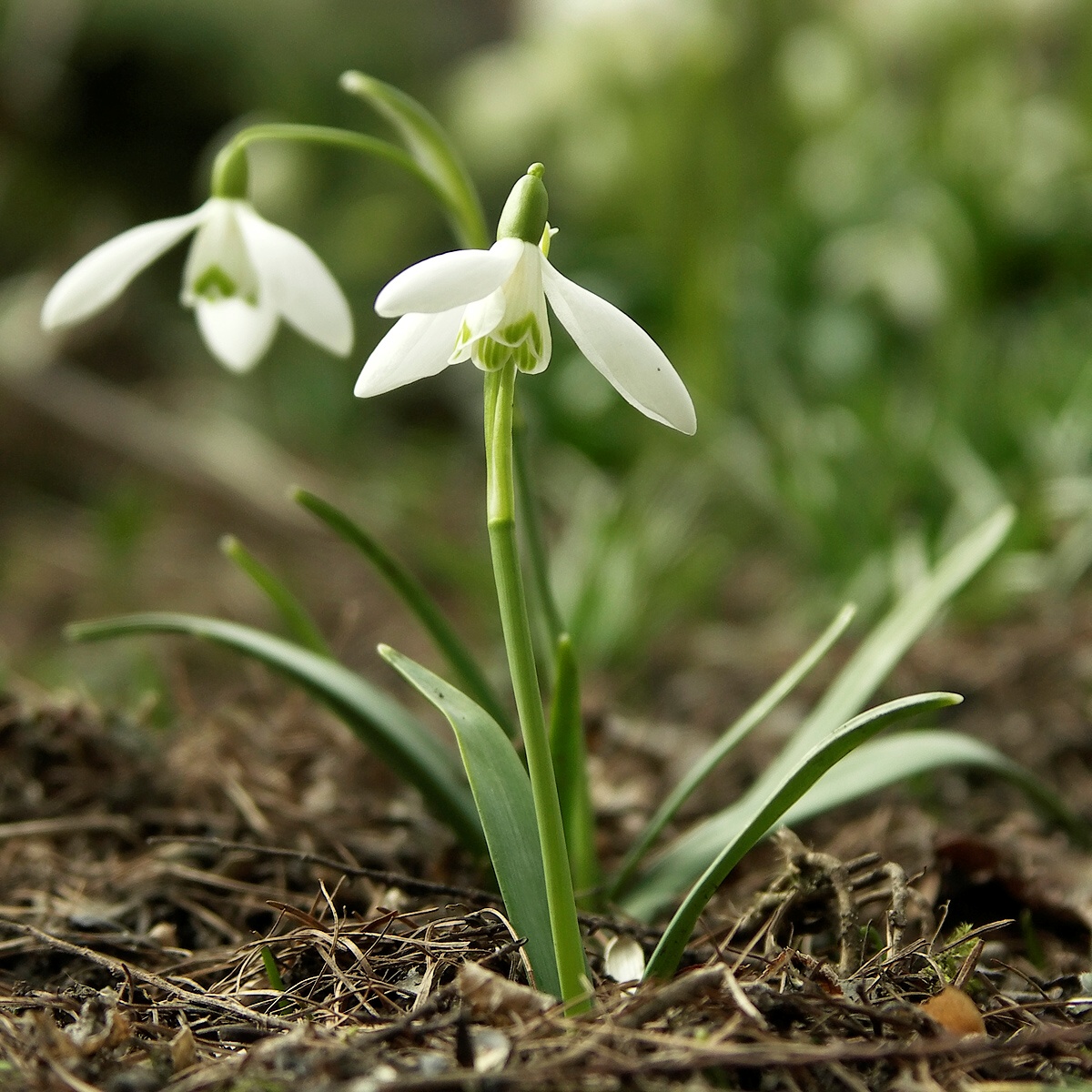 Witte sneeuwklokjes (Galanthus nivalis) bloeiend in de bosgrond
