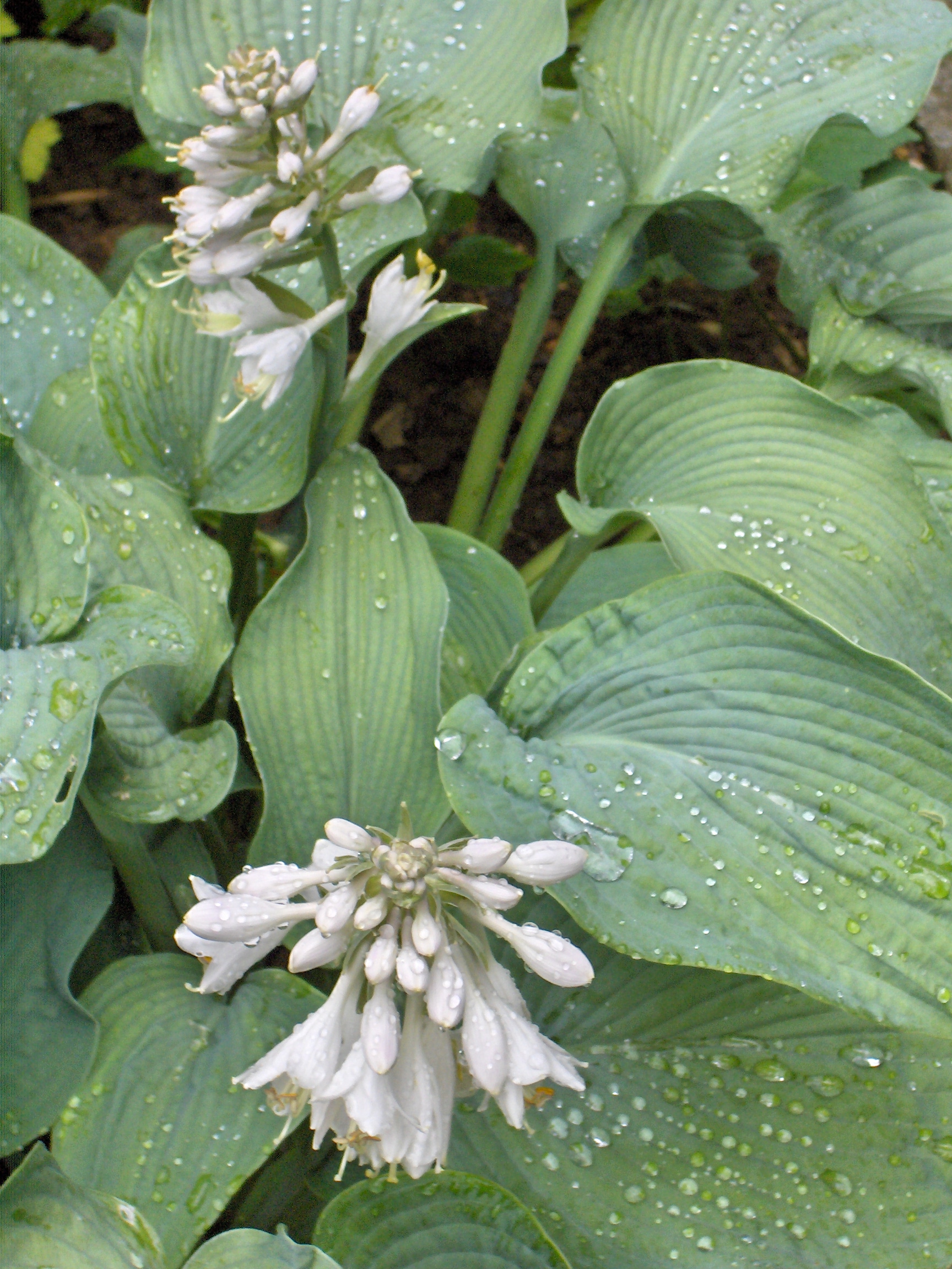Hosta bladeren in verschillende tinten groen en blauw