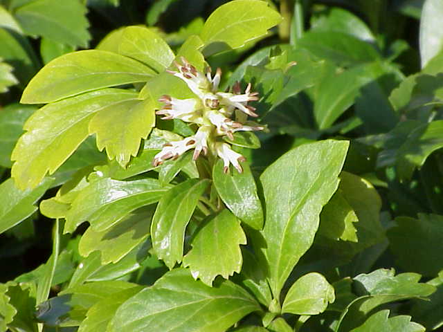 Dikkemanskruid (Pachysandra terminalis) bodembedekker met glanzend groen getand blad