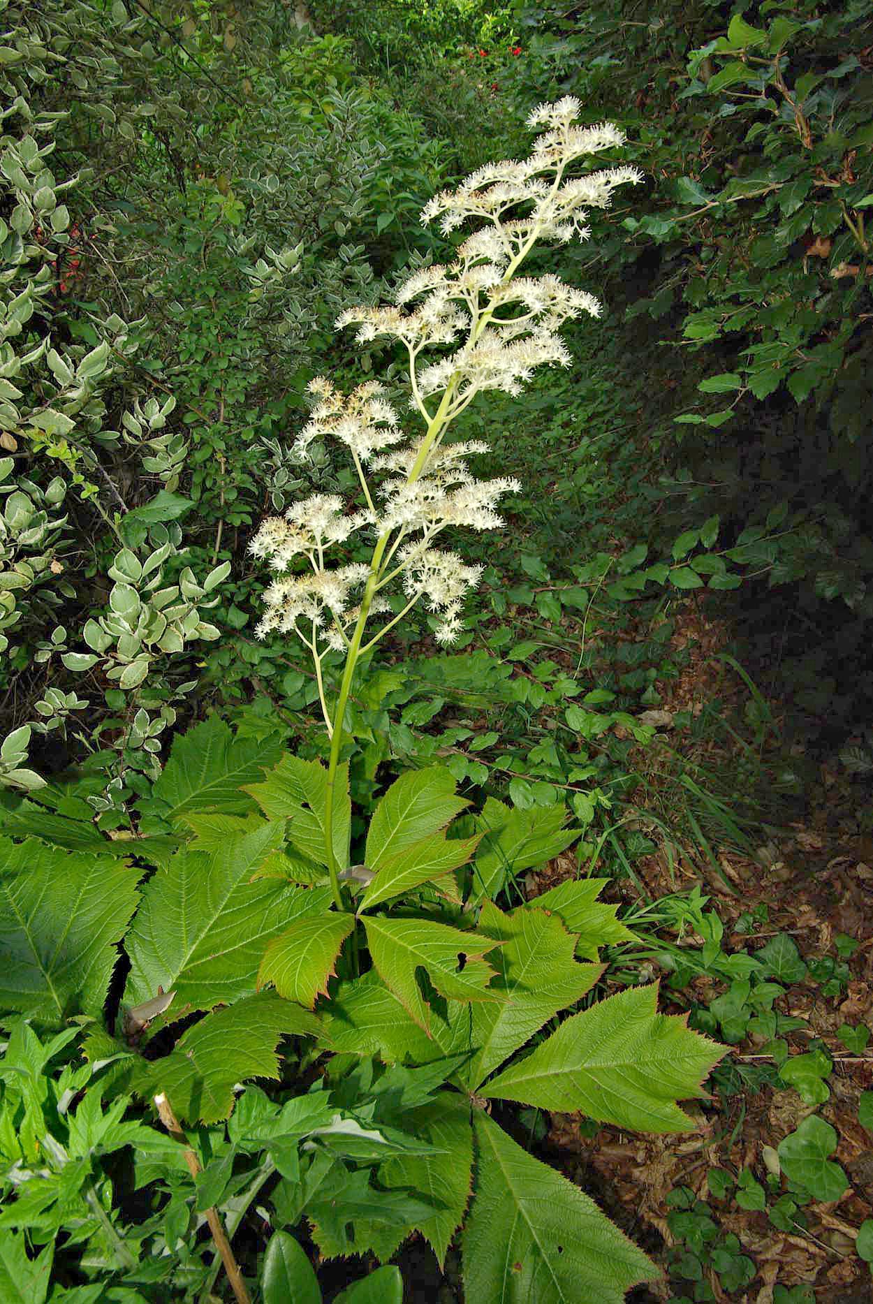 Schout-bij-nacht (Rodgersia podophylla) met grote diep ingesneden bladeren