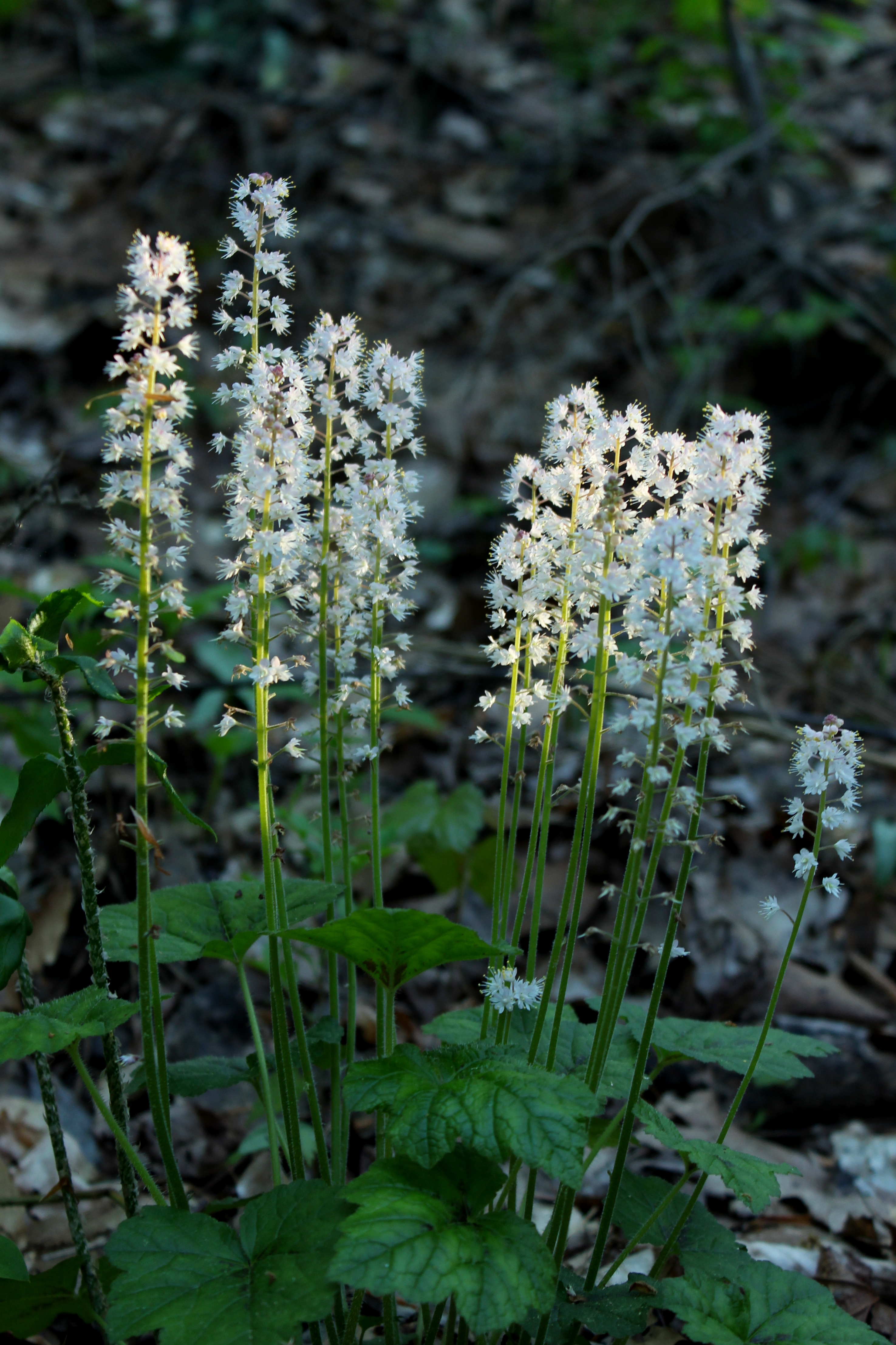 Schuimbloem (Tiarella cordifolia) met harige bladeren and witte pluizige bloemen