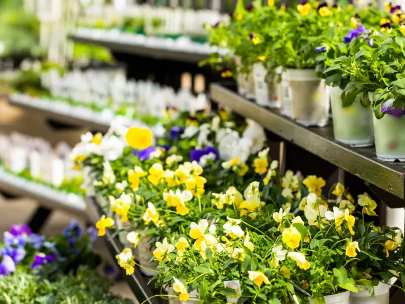 Hier moet je op letten als je een plant gaat kopen