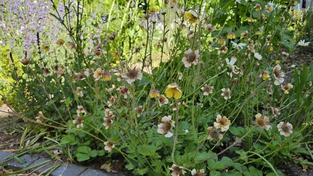 bloemen van geum