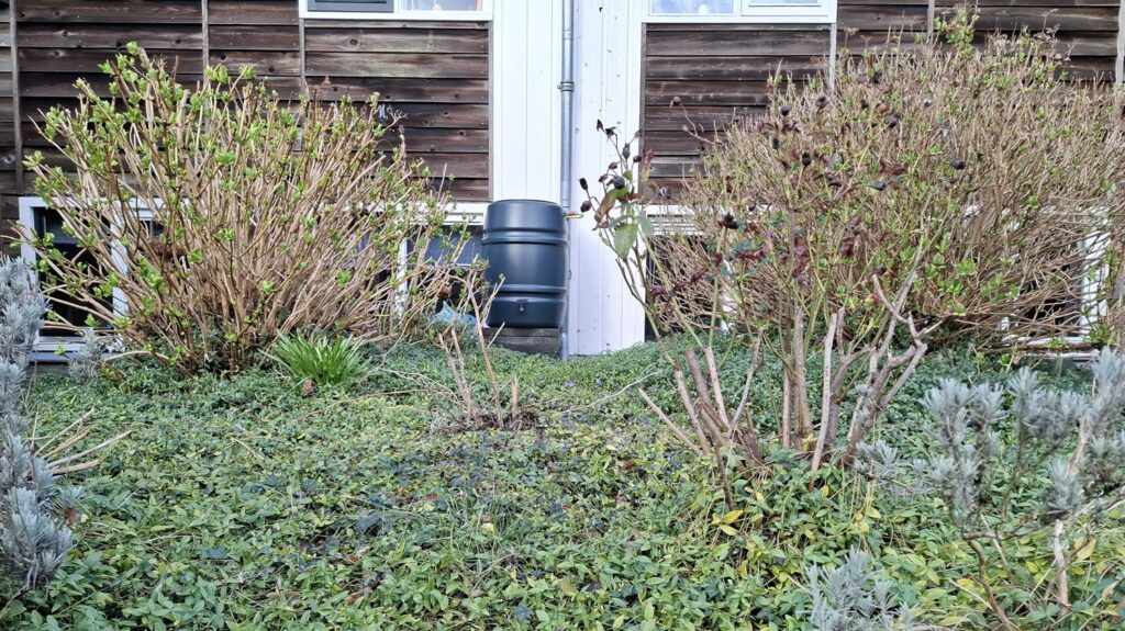 tuin met hortensia's en bodembedekkers