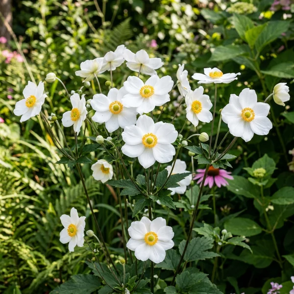 Anemone Honorine Jobert