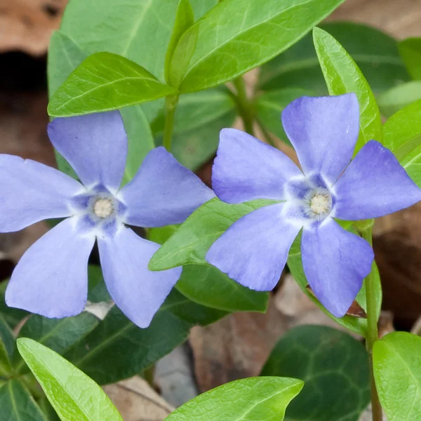Vinca minor